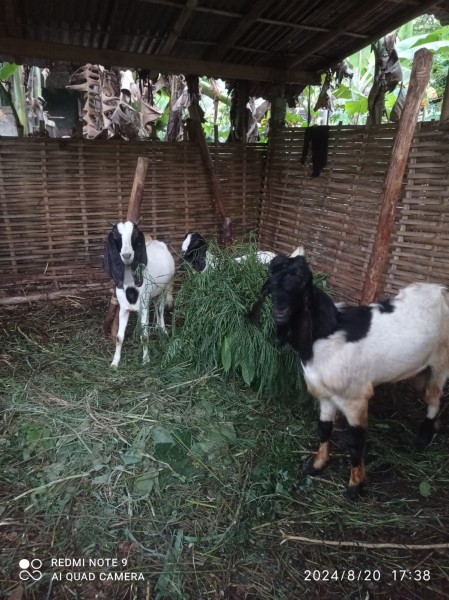 KAMBING JAWA