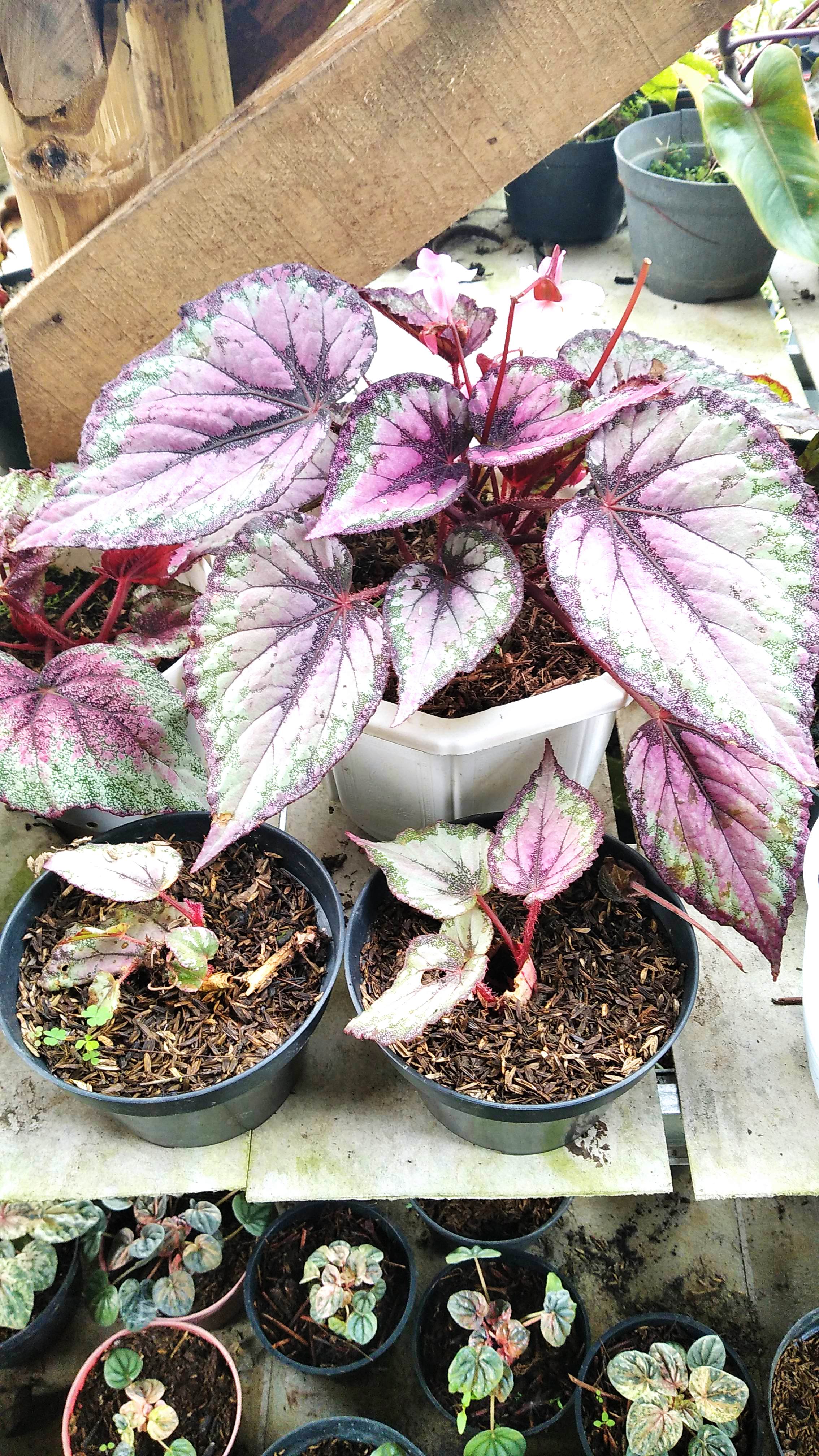 Begonia