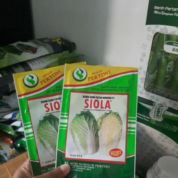 Siola sawi putih