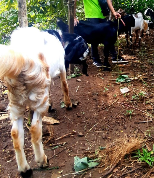 Kambing Jawa 4 ekor