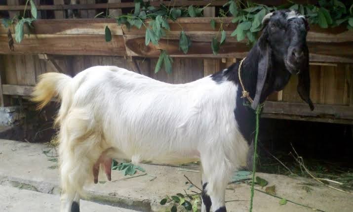 kambing betina