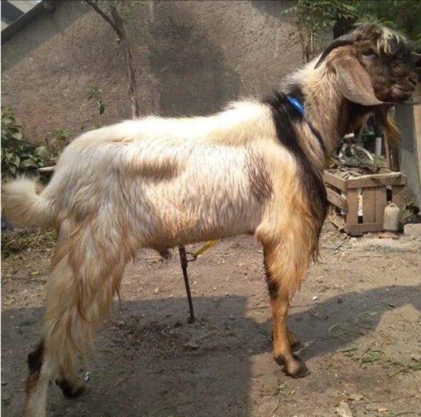 Kambing