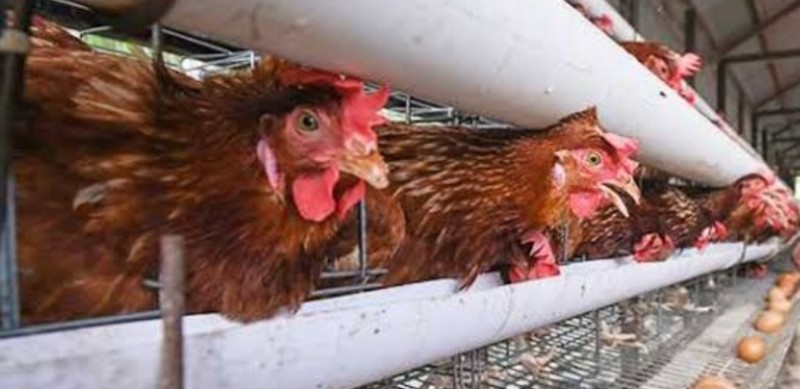 Ayam Petelur