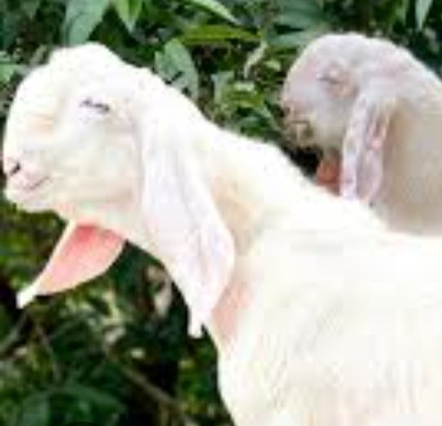 Kambing
