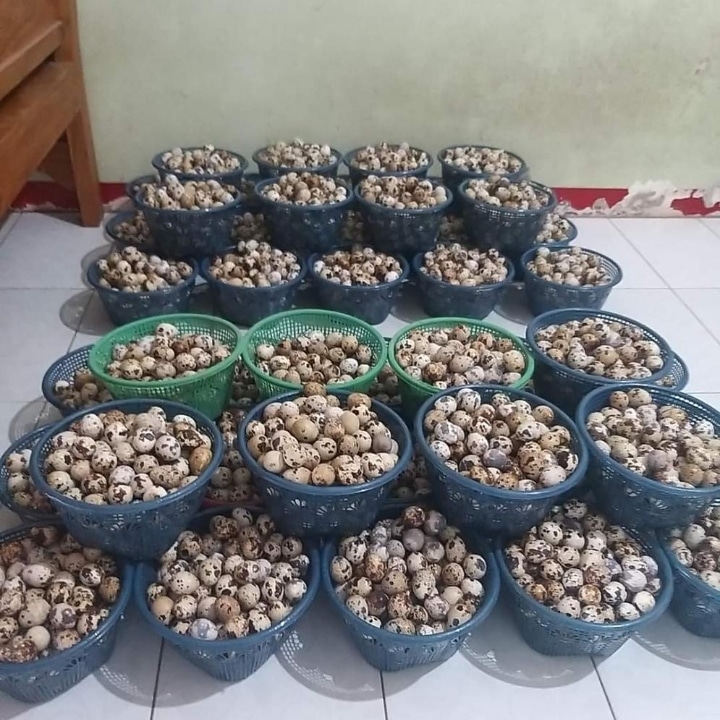 Telur Puyuh