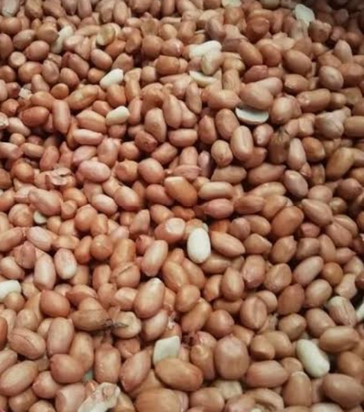 KACANG TANAH