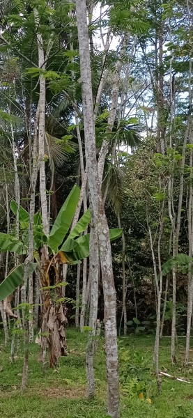 Kayu albasia