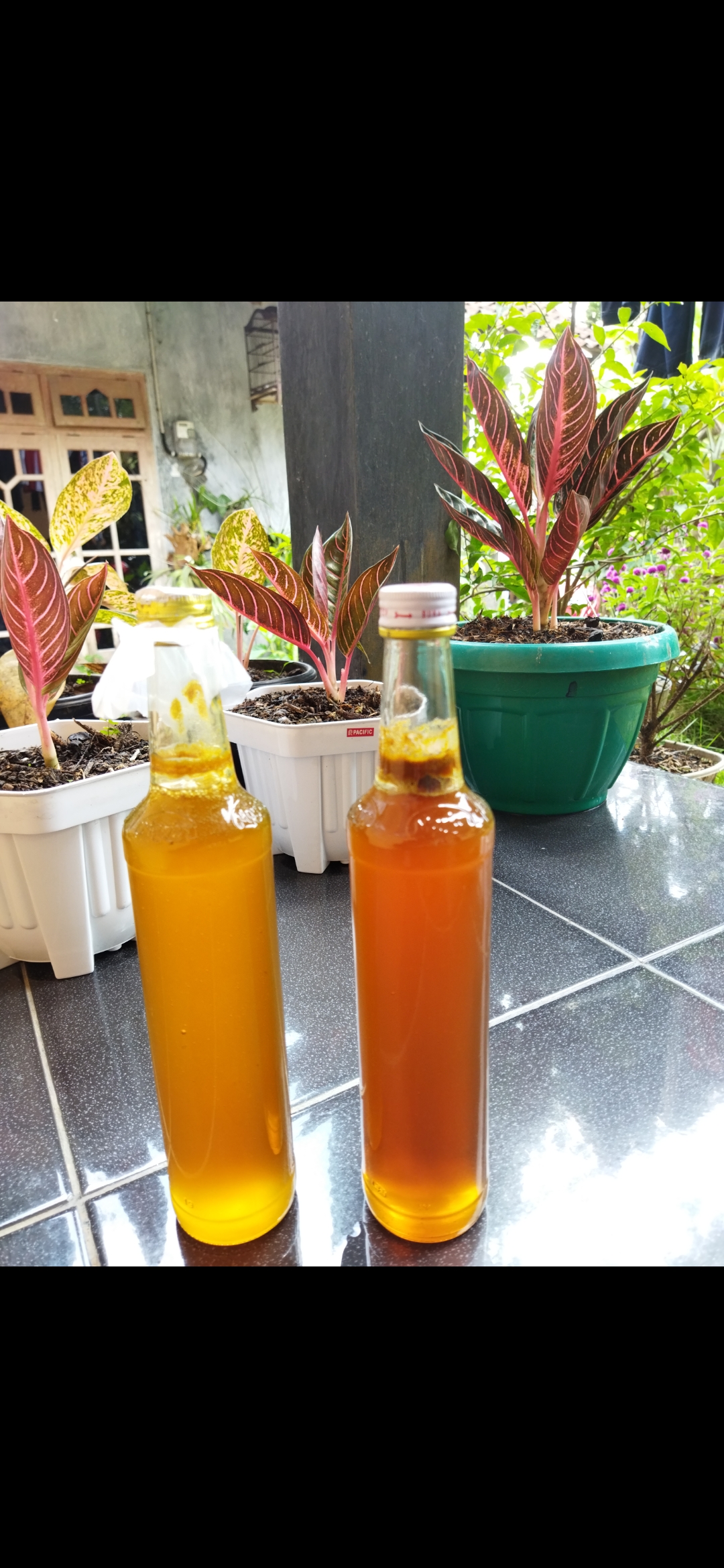 Madu Lebah