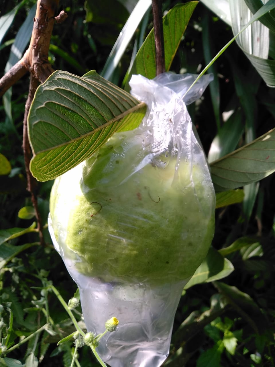 Jambu kristal