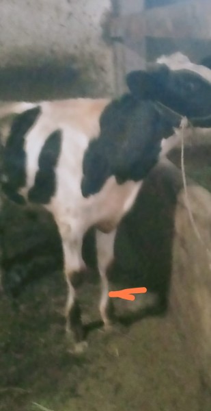 sapi