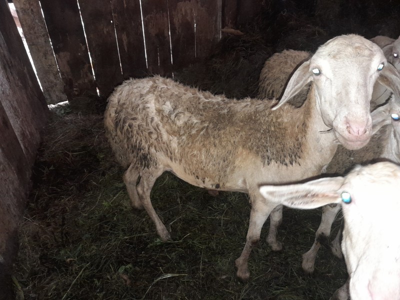 Kambing indukan