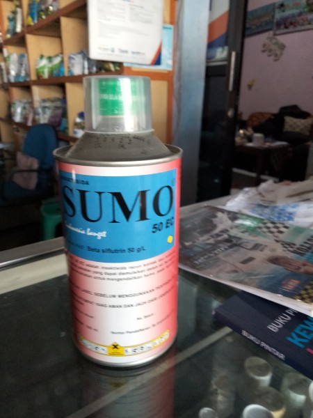 Sumo