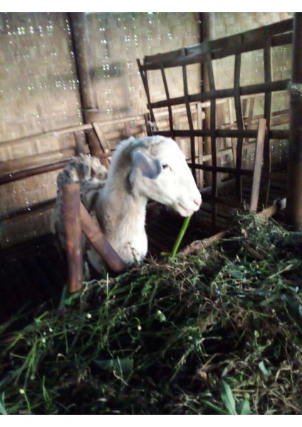Kambing