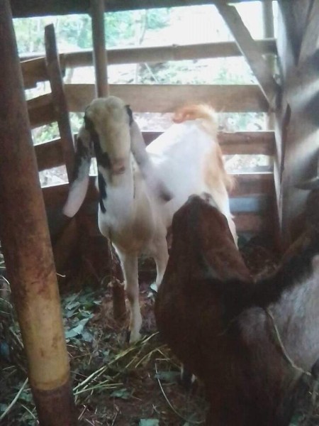 Kambing Jawa randu
