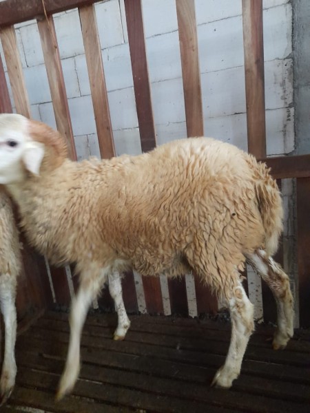 Kambing gembel