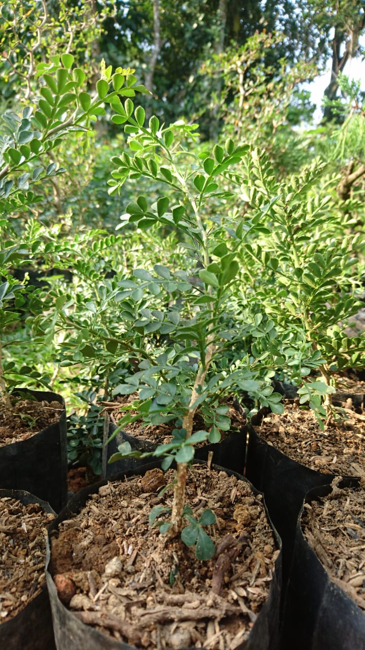 Tanaman Kawista