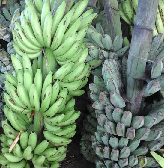 Pisang