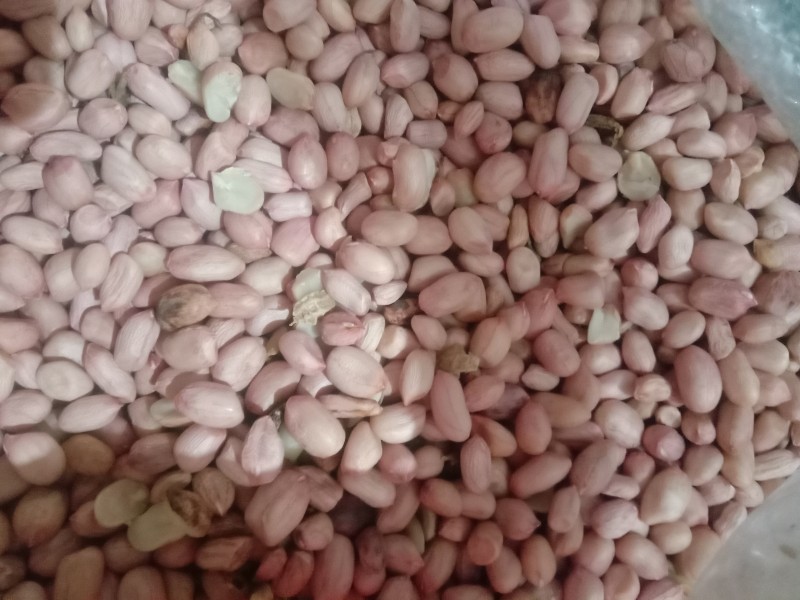 Kacang tanah