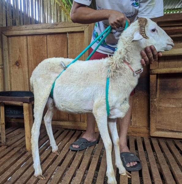 Domba SR Farm C2