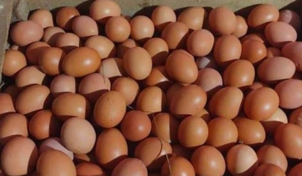 Telur ayam