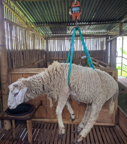 Domba SR Farm C5