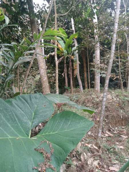 Tanah pekarangan