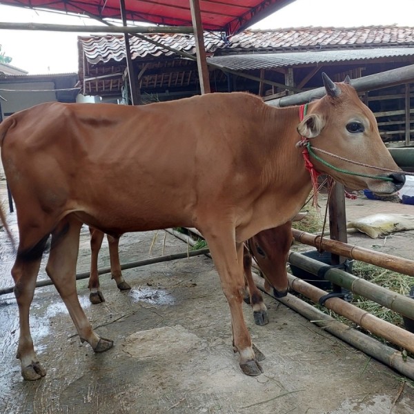 SAPI MEDIUM LOKAL