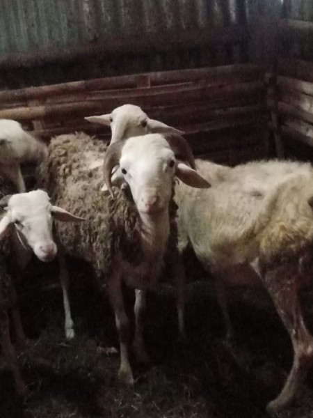 Kambing betina