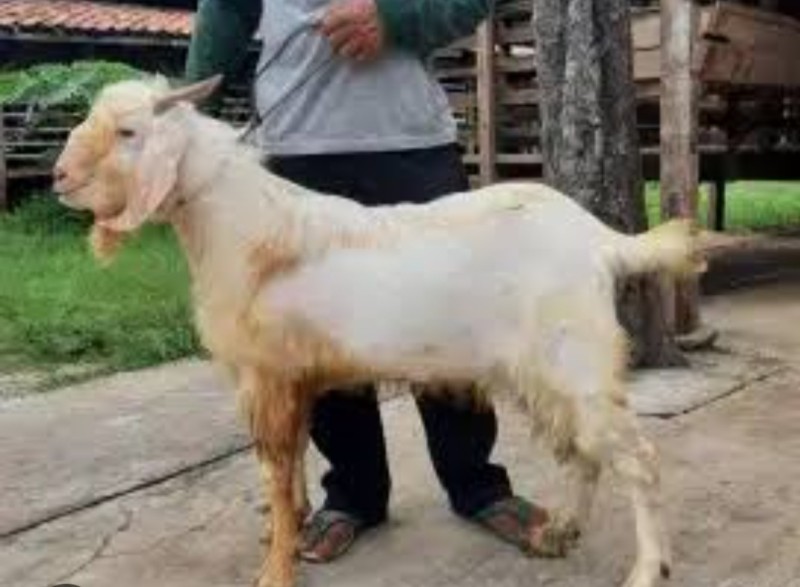 Kambing