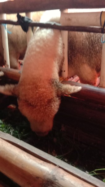 kambing