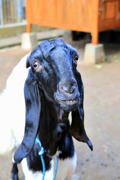 Kambing