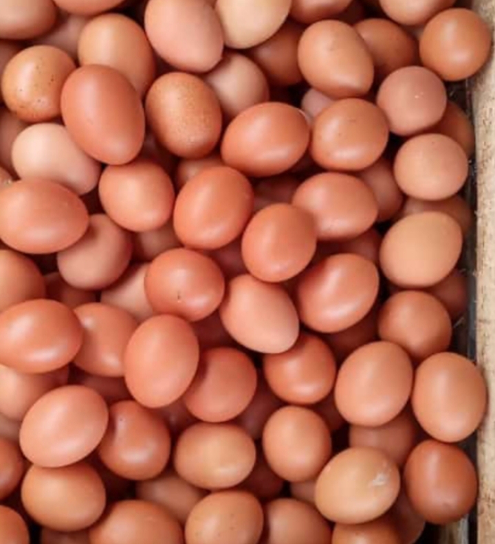 Telur