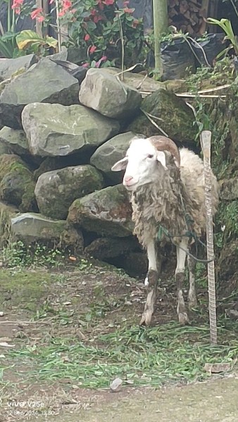 Kambing gembel janntan