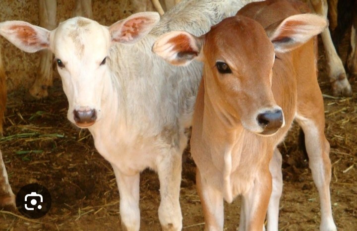 Sapi