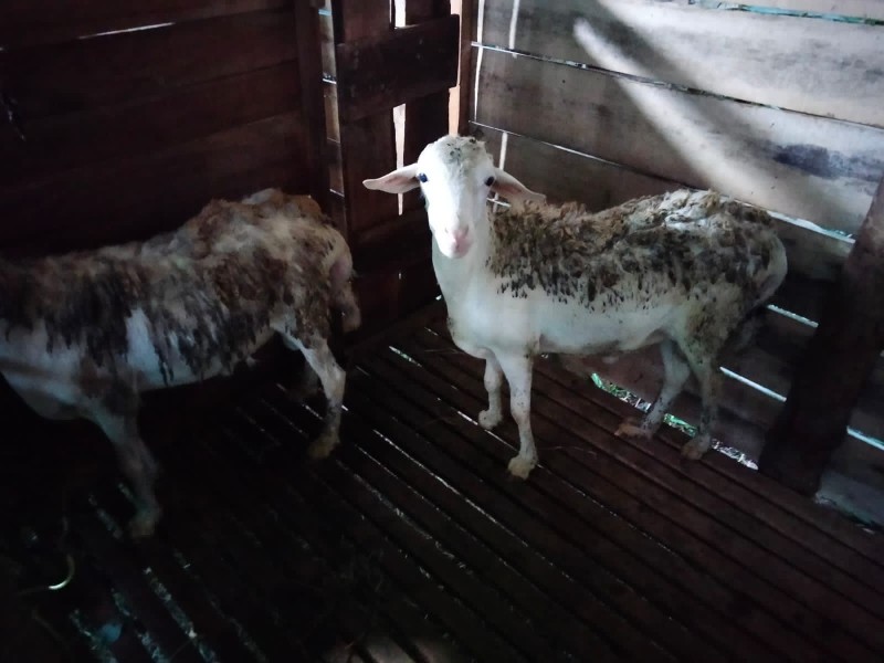 Kambing jawa tanggung