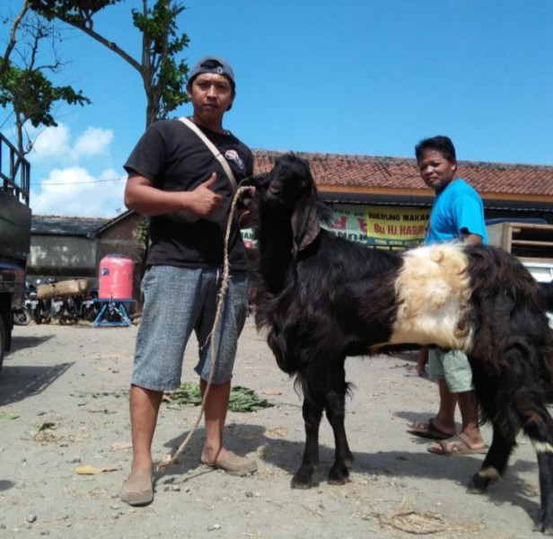 Kambing