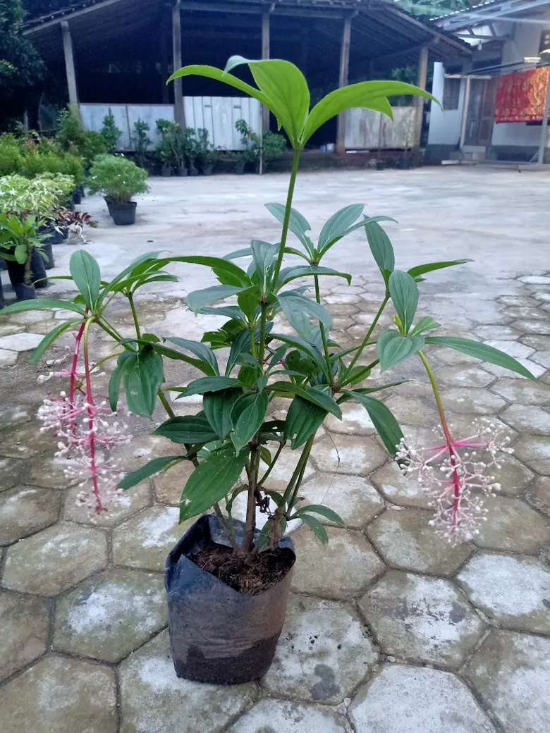 bibit parijoto/ parijata