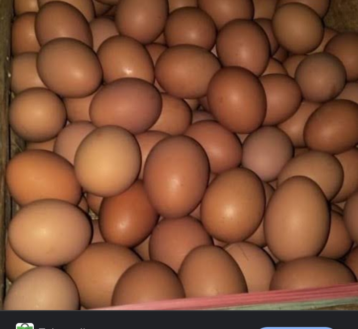 Telor