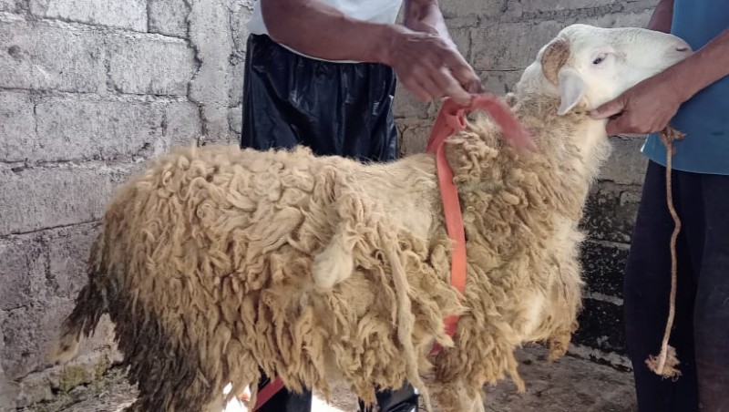 Kambing