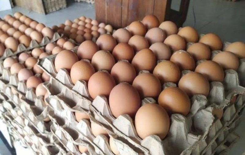 Telur