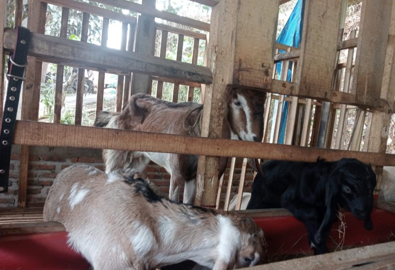 kambing babon