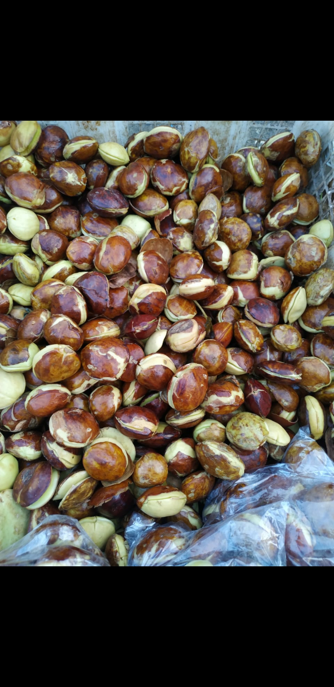 Jengkol