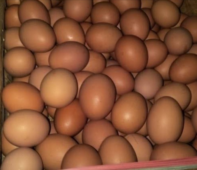 Telur
