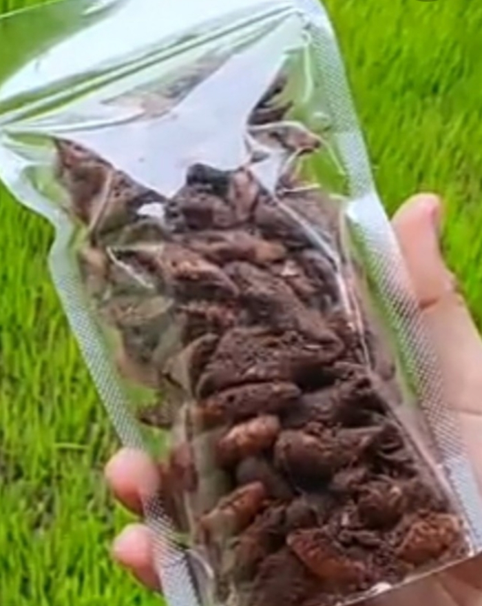 Popia coklat