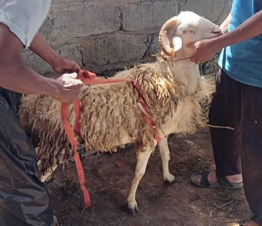 Kambing