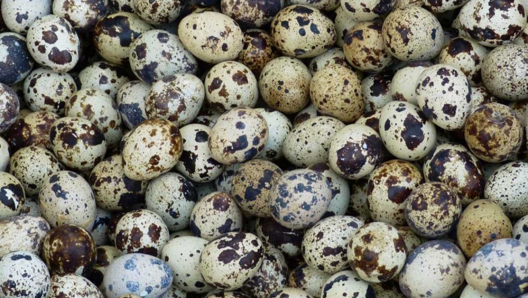 Telur puyuh