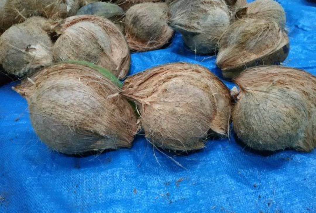 Kelapa