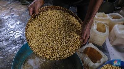 KEDELAI BAHAN TEMPE