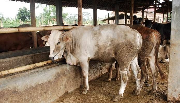sapi
