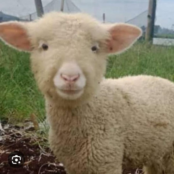 Kambing marino